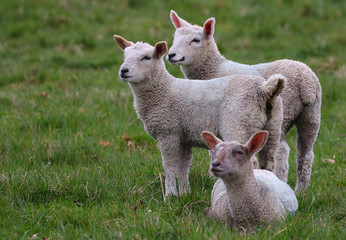 Poster - Three Lambs in a field