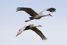 Pair Of Sandhill Cranes In Flight Against A Light Blue Sky