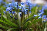 Fototapeta Tęcza - blue first flower in spring