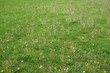 dandelion on green meadow in spring