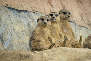 Wall Mural - Group of Meerkat (Suricata suricatta) on nature background. Wildlife Animals.