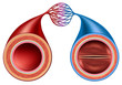 Artery And Vein