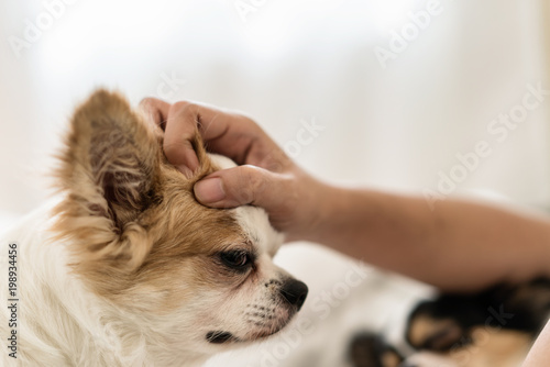 Happy Sleepy Long Hair Dog Loves Being Patted Or Being Stroked By