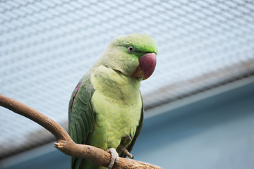 Wall Mural - Большой кольчатый или александрийский попугай. Alexandrine parakeet .