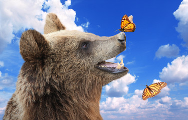 cheerful brown bear with butterfly sitting on his nose