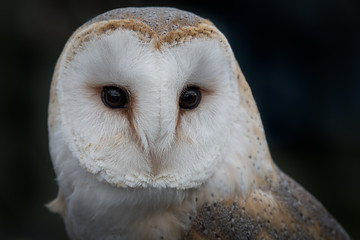 Aufkleber - Close up portrait of the head only of a barn owl, tyto alba, with its eyes staring forward against a dark background