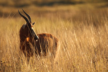 Blesbuck In The Tall African Grass