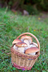 Canvas Print - a mushrooms, Boletus edulis, in basket on the meadow