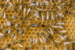 © diyanadimitrova - The queen bee swarm - selective focus