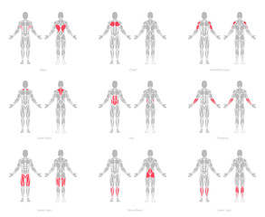 human muscles anatomy model vector