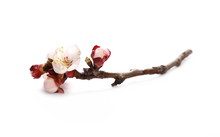 Pink Apricot Flowers Blooming With Branch Isolated On White Background