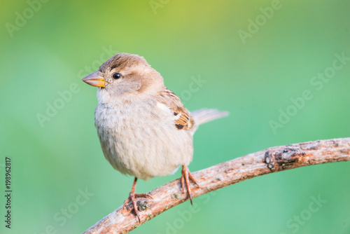 Fotografía female Passer hispaniolensis