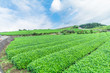  Fresh green tea farm in spring , Row of tea plantations (Japanese green tea plantation) with blue sky background in Fuji city ,Shizuoka prefecture, Japan.