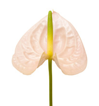 Pink Anthurium Isolated