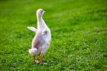 Gosling Stands On The Grass On The Farm