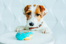 Jack Russell Terrier Dog Want To Eat A Donut. Sweet Doughnut Dreams. White Polygonal Background. Pup Looking At Camera