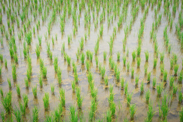 Canvas Print - Young rice sprout ready to growing in the rice field at Countryside of Thailand.