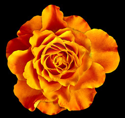 Sticker - A orange rose flower isolated on a black  background. Close-up. Element of design.