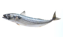 Fish Mackerel