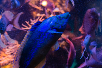 colorful fish underwater