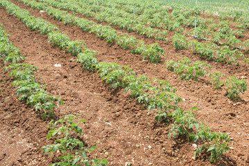 Canvas Print - Field of young eggplant at thailand