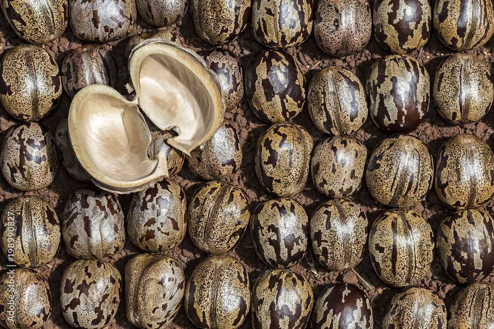 Bark of rubber tree seed on rubber tree seeds, Hevea brasiliensis seeds  close up photo Stock Photo | Adobe Stock