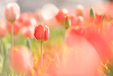 Fototapeta Tulipany - オレンジのチューリップ