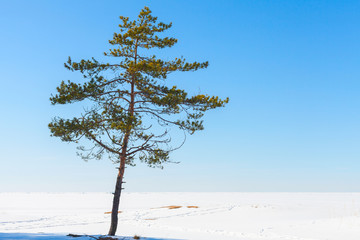 Poster - Pine tree in winter, natural photo