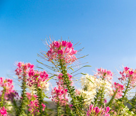 Wall Mural - Pink and white spider flower agent blue sky