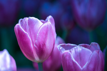 Canvas Print - Purple tulips in the garden