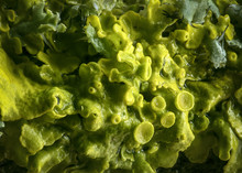 Wet And Damp Green Algae Lichen Macro Image