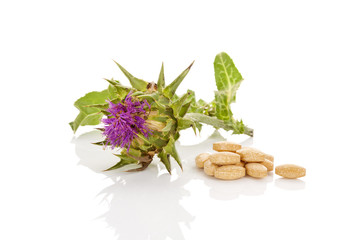 Poster - Milk Thistle natural medicine.