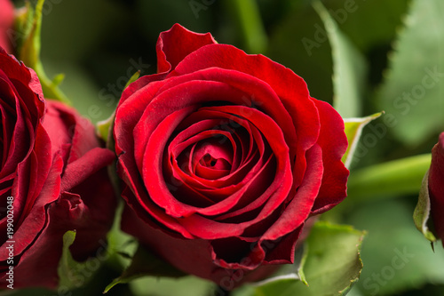 Zdjęcie XXL Bukiet z czerwonymi różami na nieociosanym tle. Niewielka głębokość pola.