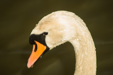 The portrait of the white swan