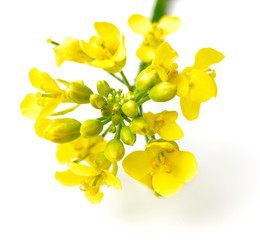 fresh canola flowers isolated on white