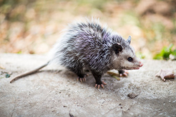 Possum on the Back Porch