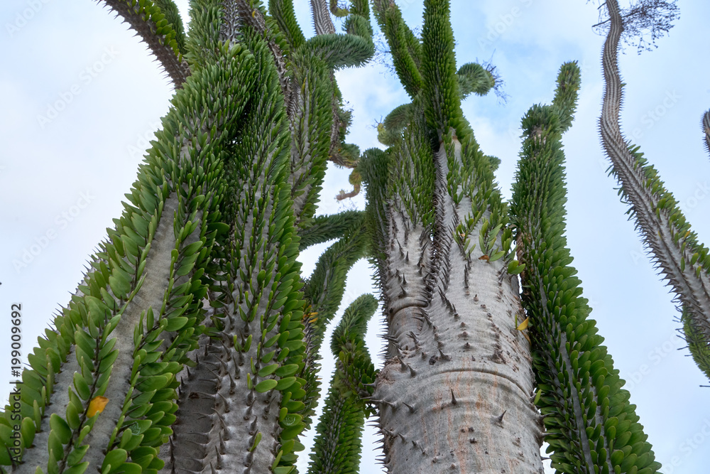 Stock-Foto Baum groe Kakteen auf Teneriffa | Adobe Stock