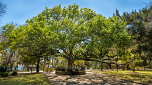 Large Old Oak Tree Named OLD SENTRY In St Andrews Florida.