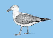 Sketch Of A Big Seagull