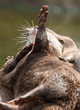 Oriental Short-Clawed Otter doing yoga exercises