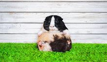 Funny Fatly And Lazy Guinea Pig. Fast Food And Bloating Concept. Glutton.