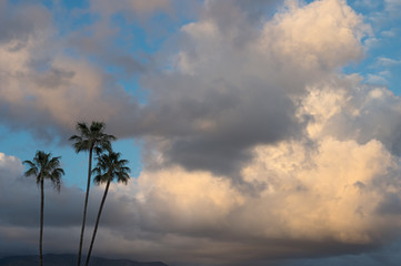 Wall Mural - Storm clouds and palm tress background.