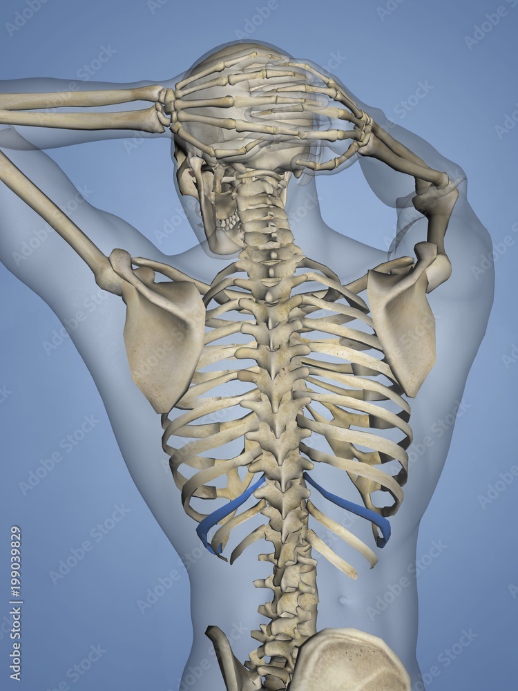 Tenth Rib, Rib Cage, 3D Model Stock Illustration | Adobe Stock