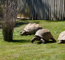 Old Giant Turtles Family With Brown Shell In Victoria (Australia) Close To Melbourne Laying In The Sun On A Lush Green Grass Lawn
