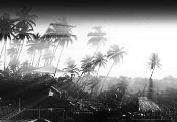  Dramatic light rays through the palm trees backdrop