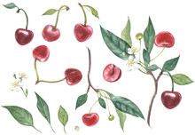 Set Of Cherry On Branch With Flowers Isolated, Watercolor Illustration.