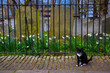 Cat Cemetery Guard