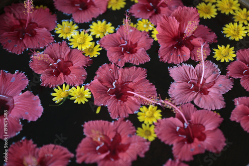 花 自然 ピンク 花 庭 フローラル とぶ 咲く 植える 全盛期 美しさ 植物 赤 デイジー 紫 緑 サマータイム 花束 キク属 カラフル 白 色 黄色 アップ Comprar Esta Foto De Stock Y Explorar Imagenes