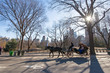 Horse and Carriage, Central Park, NYC
