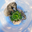 360 degree view of Elephant, zebra, rhino with the city of on the background